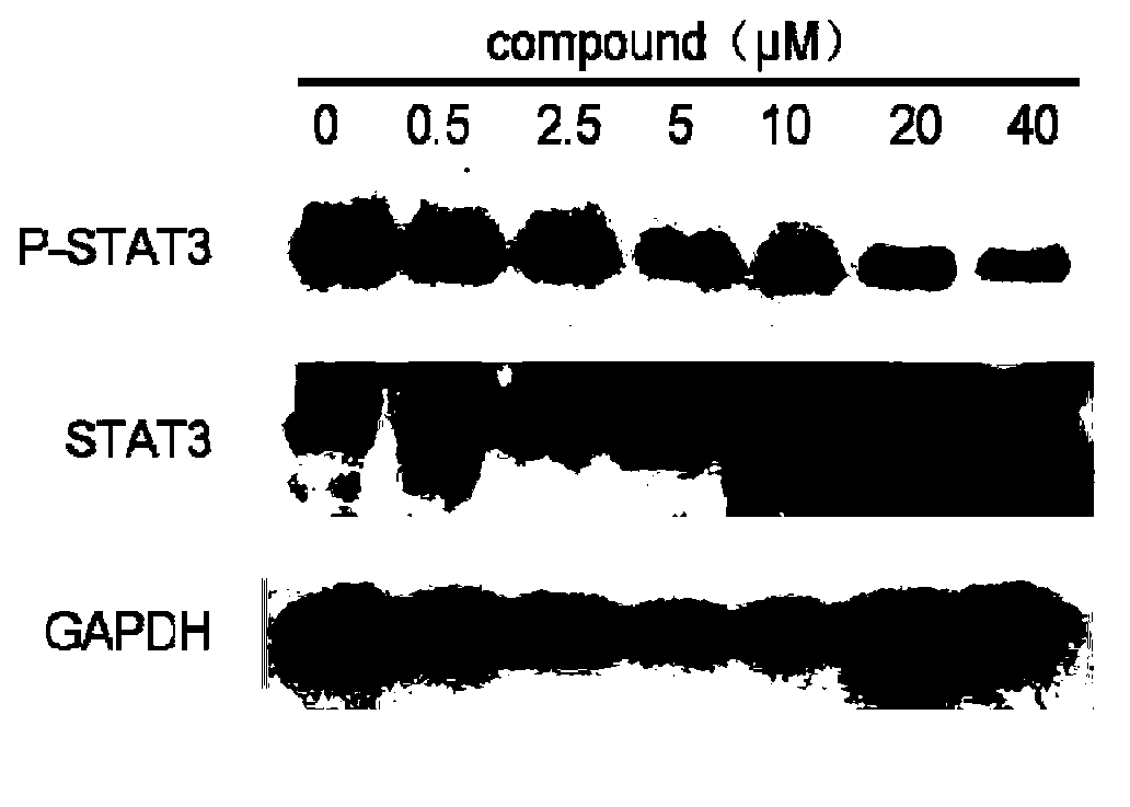 Juglone derivative and application thereof