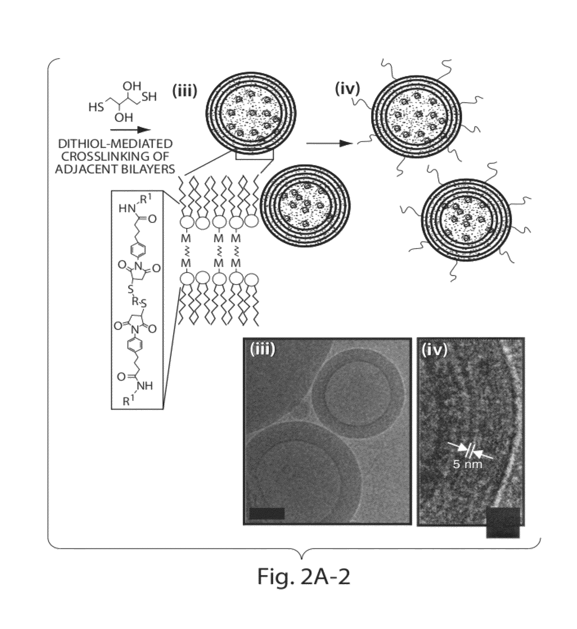 Lipid vesicle compositions and methods of use