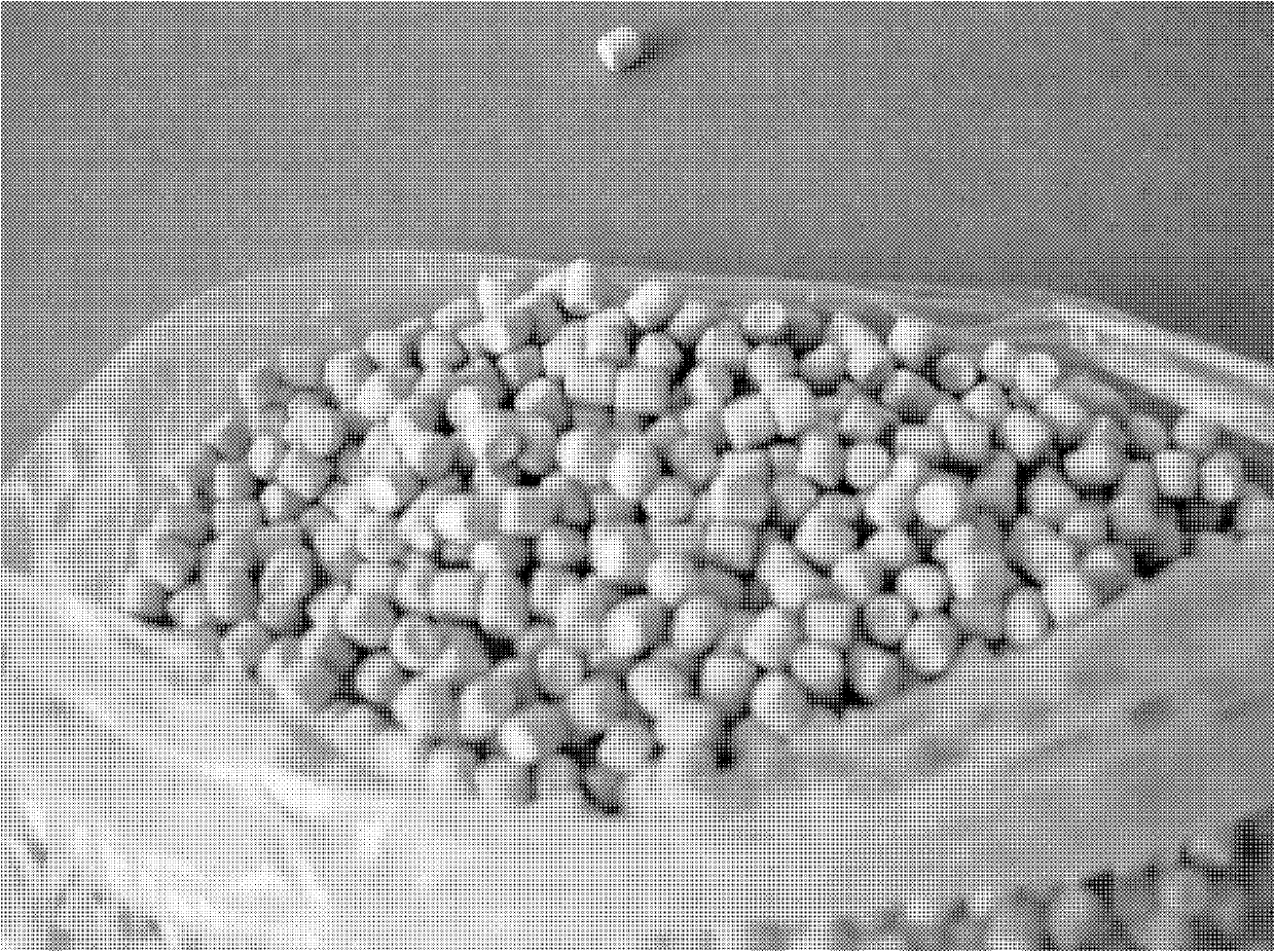 Environment-friendly defoaming masterbatch particles for rubber, and preparing and packaging methods thereof