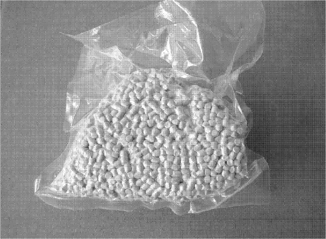 Environment-friendly defoaming masterbatch particles for rubber, and preparing and packaging methods thereof