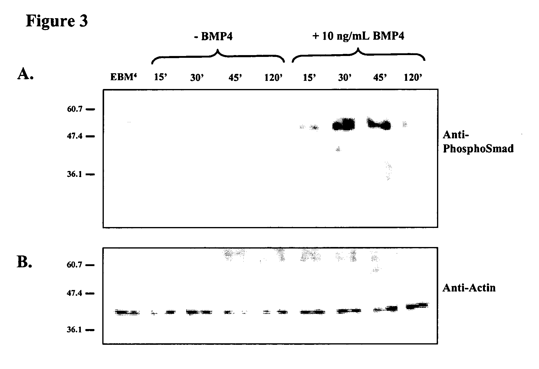 Method for the preparation of cells of mesodermal lineage