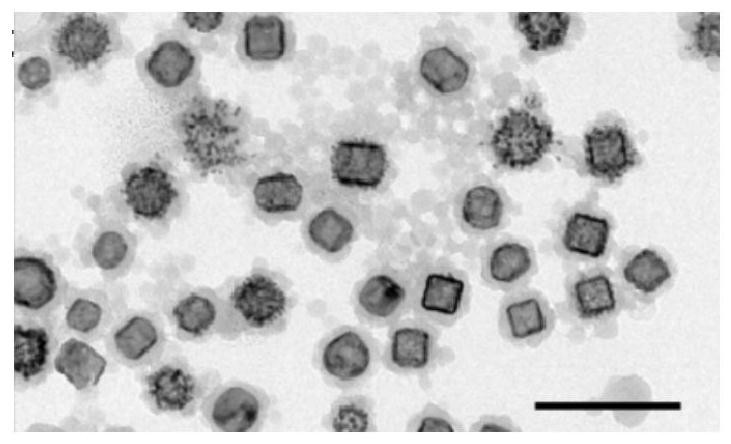 A preparation method of near-infrared responsive nanocages and its application in combined tumor immunotherapy