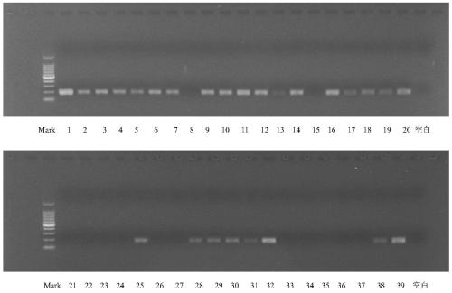 A Rapid Identification Method of Corydalis Corydalis