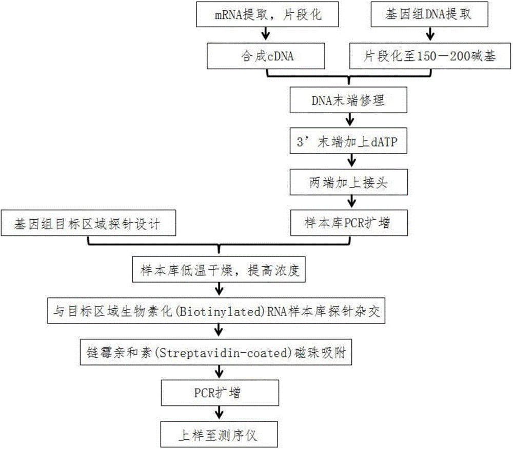 DNA probe library for hybridizing with kras gene and method for enriching kras gene fragments using the same