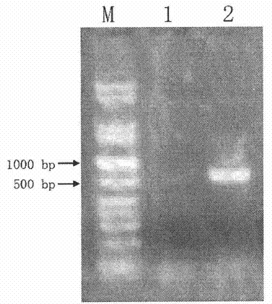 N-acylhomoserine lactonas, production method thereof and special recombinant bacterium