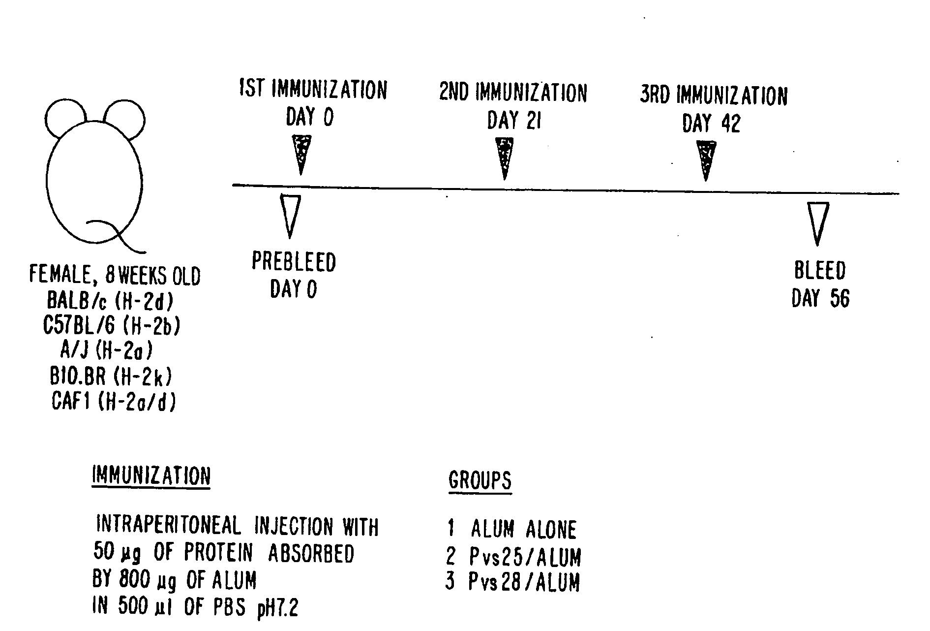 Vaccines for blocking transmission of plasmodium vivax