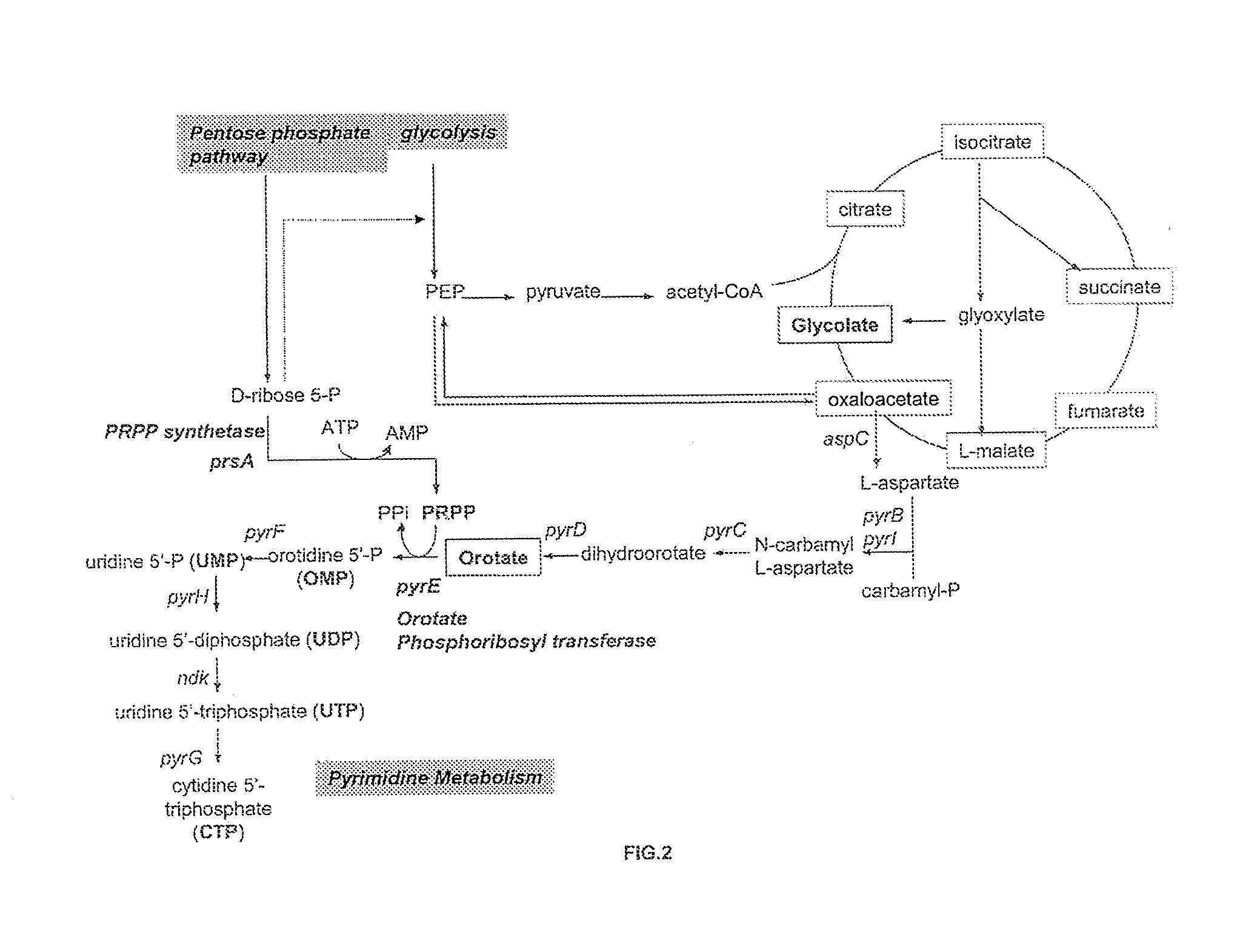 Glycolic acid fermentative production with a modified microorganism