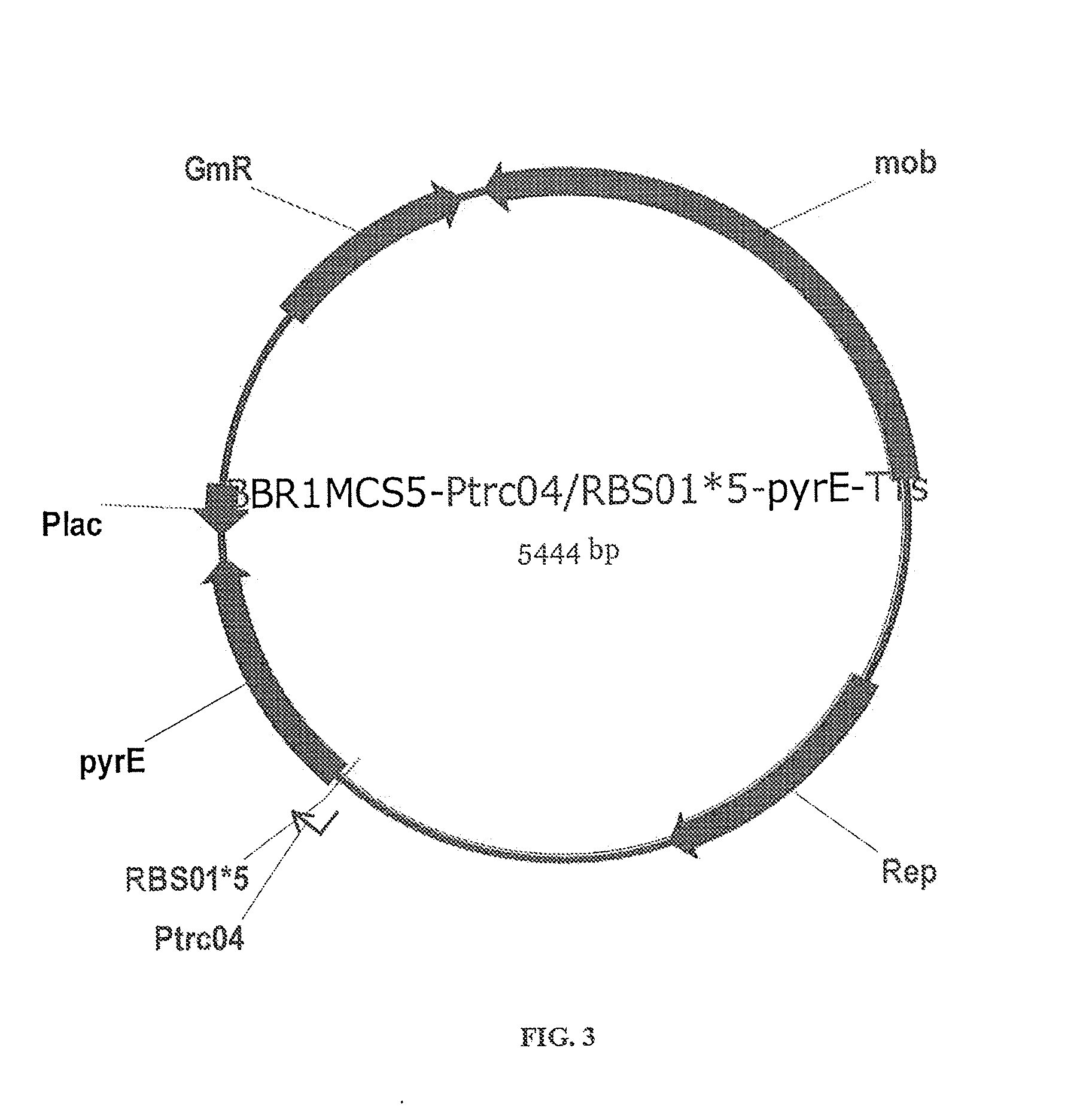 Glycolic acid fermentative production with a modified microorganism
