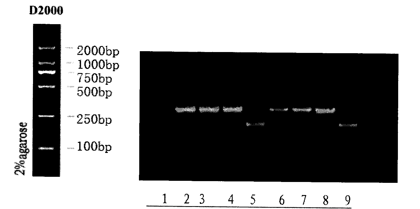 Recombinant porcine alpha interferon and application thereof in preparing medicines for treating Porcine cytomegalovirus (PCMV)