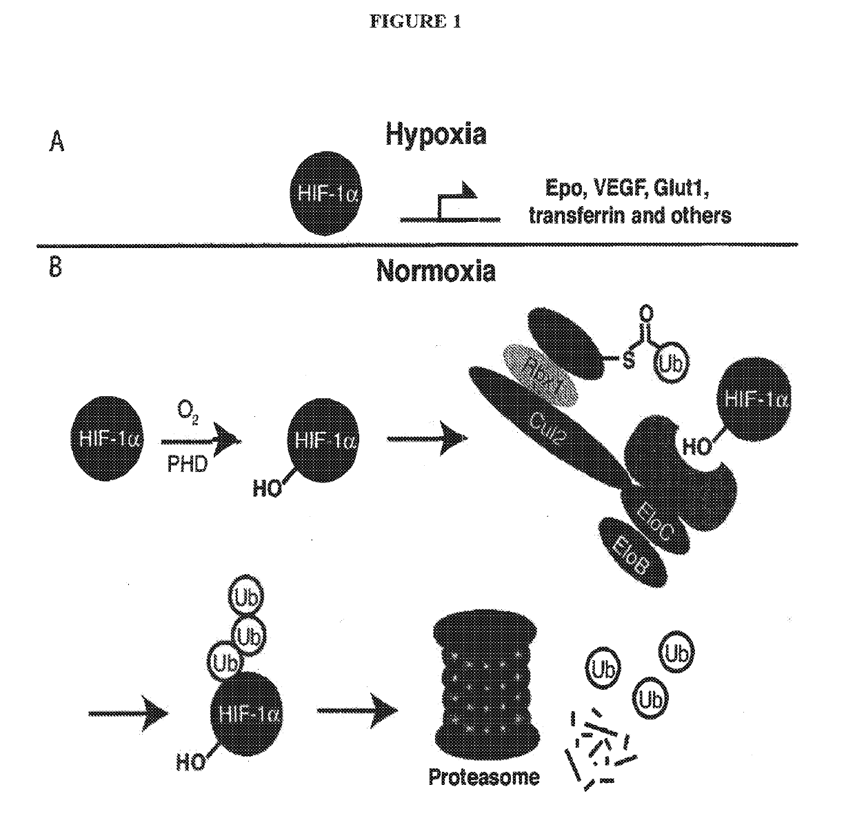 Compounds & Methods for the Enhanced Degradation of Targeted Proteins & Other Polypeptides by an E3 Ubiquitin Ligase