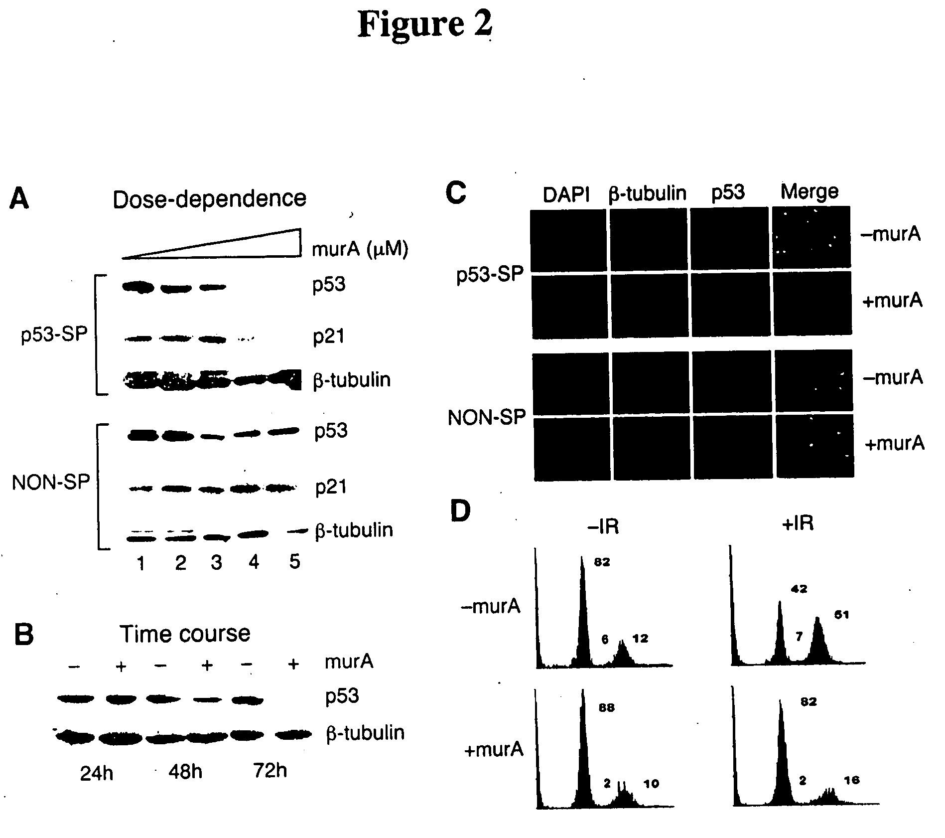 Regulated polymerase III expression systems and related methods
