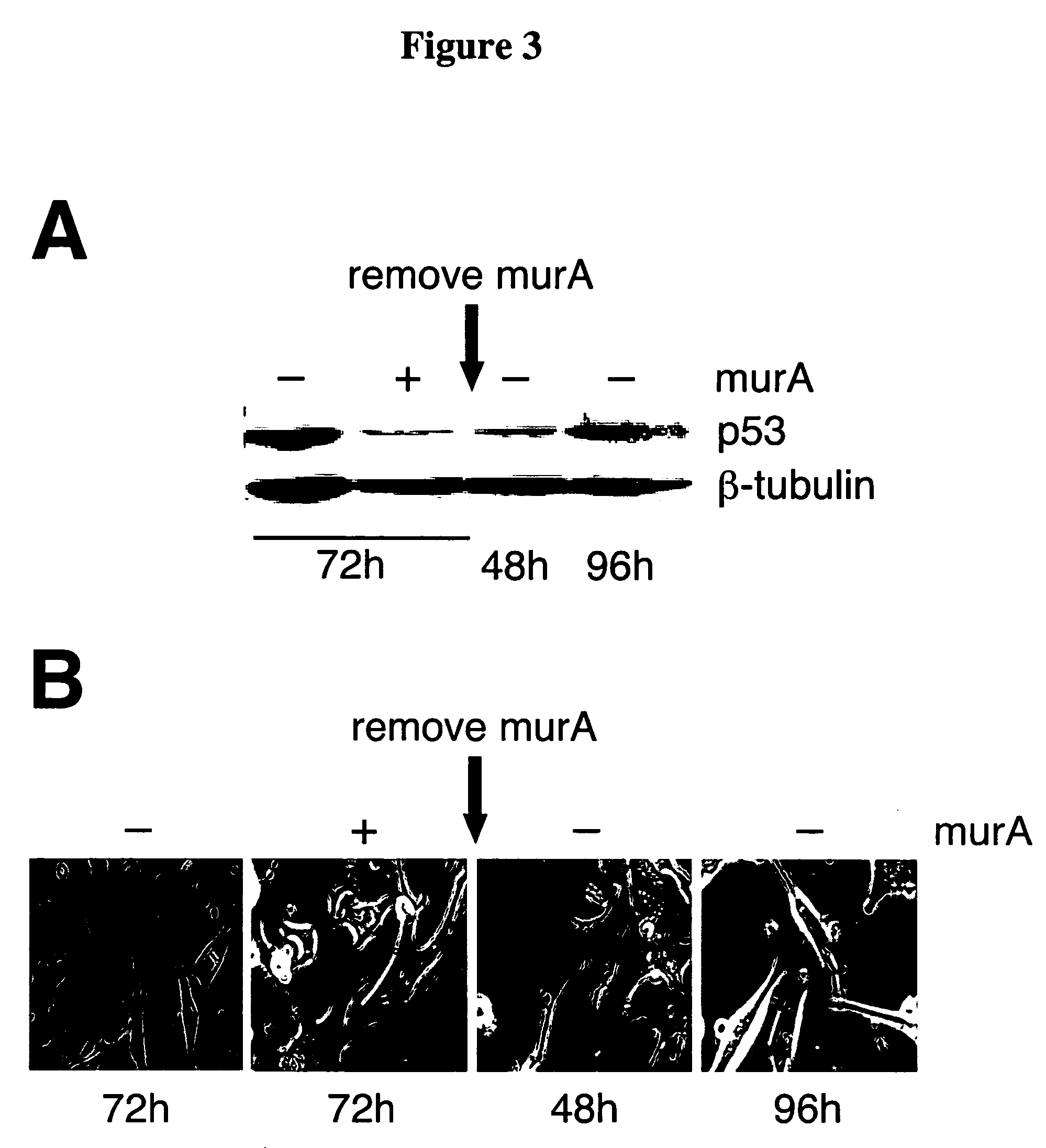 Regulated polymerase III expression systems and related methods