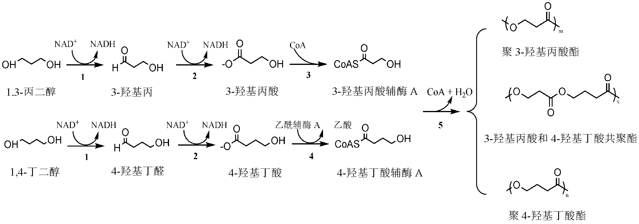 Recombinant bacteria for producing copolymer of 3-hydracrylic acid and 4-hydroxybutyric acid and application thereof