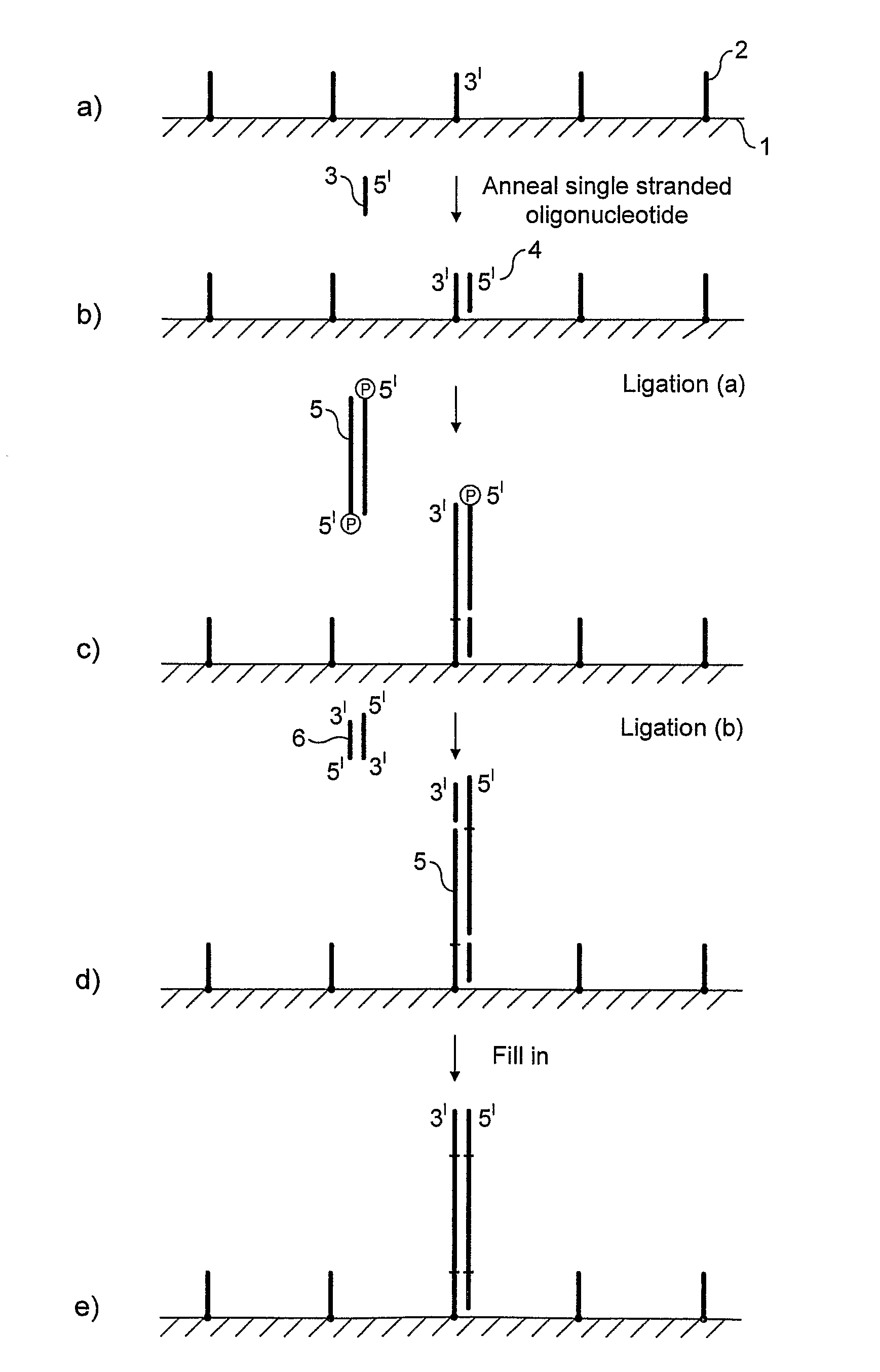 Preparation of nucleic acid templates for solid phase amplification
