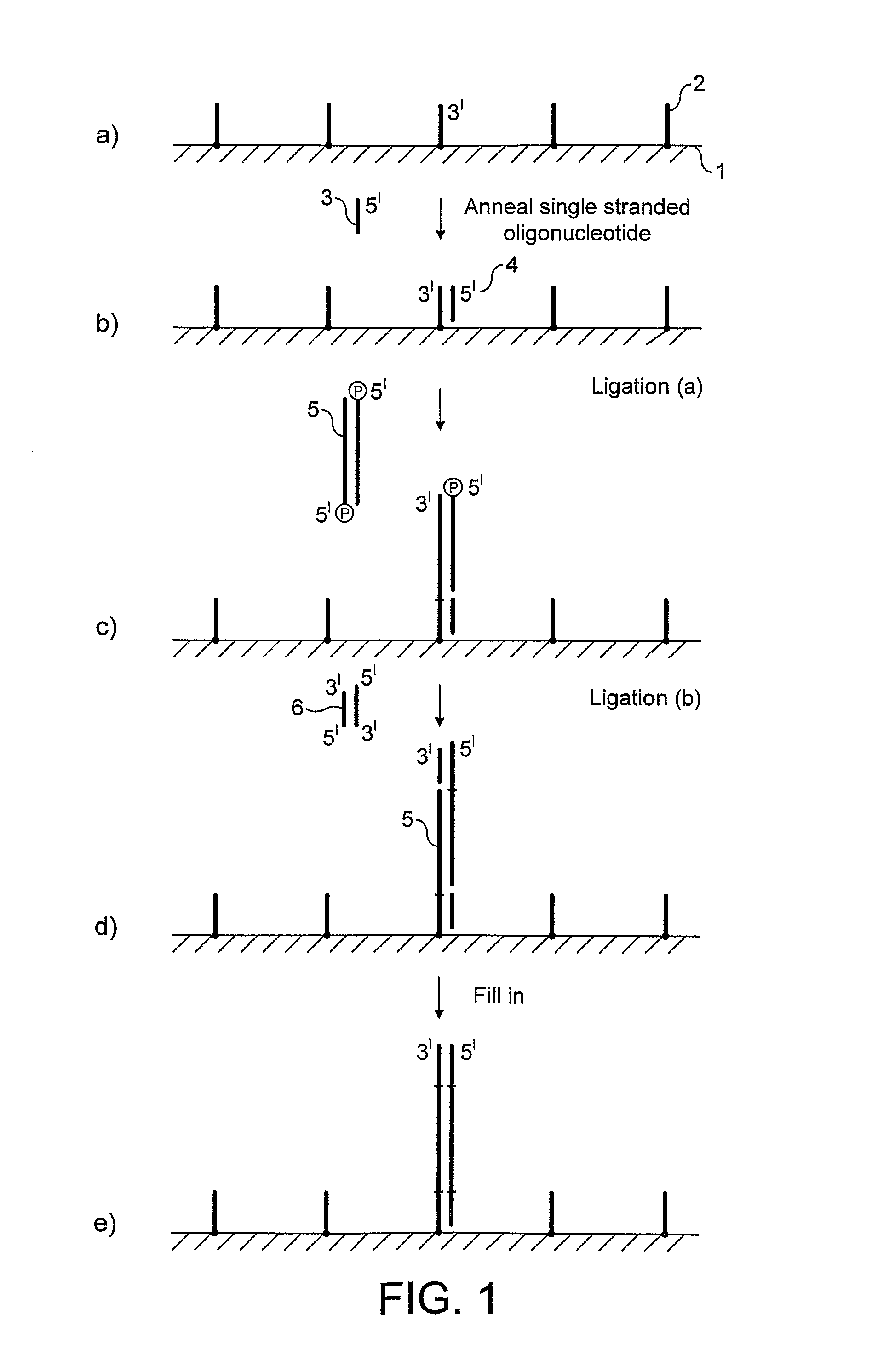 Preparation of nucleic acid templates for solid phase amplification