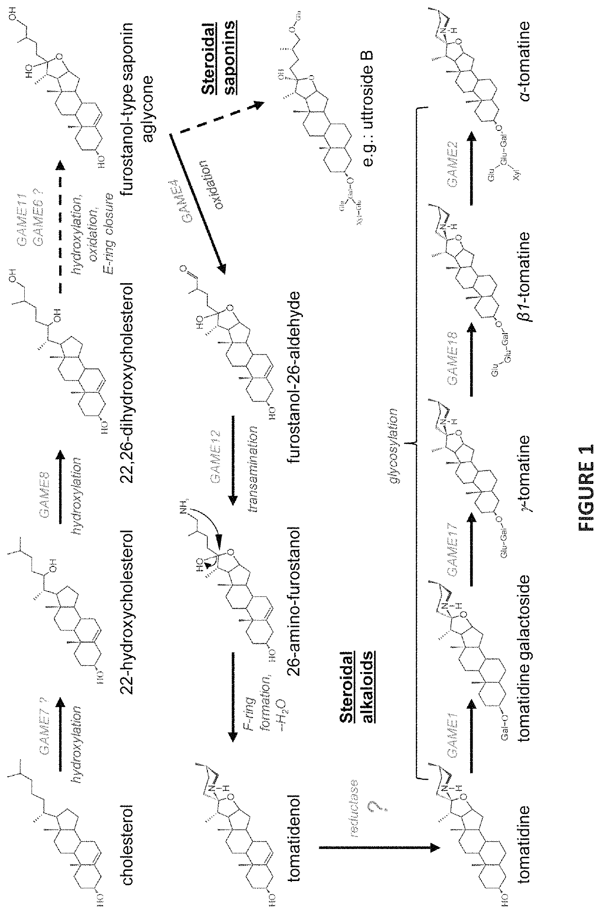 Plant with altered content of steroidal alkaloids
