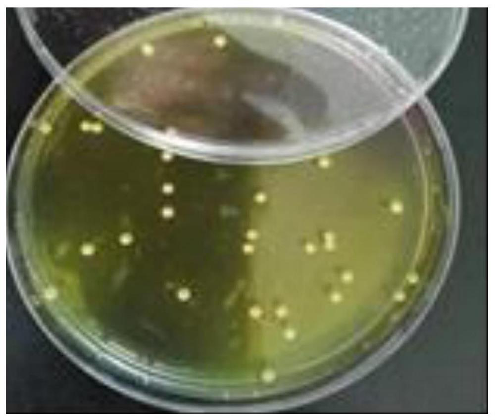 A detection method for cheese strains mixed in Lactobacillus plantarum