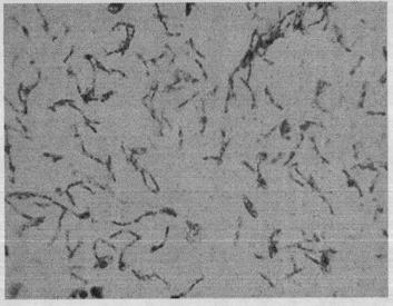 A method for producing fermented products using two or more microbial strains