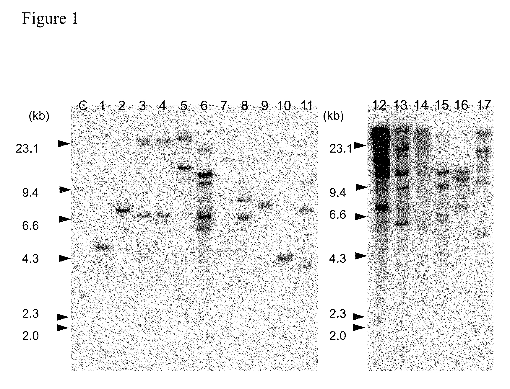 Agrobacterium-mediated method for producing transformed maize or rice