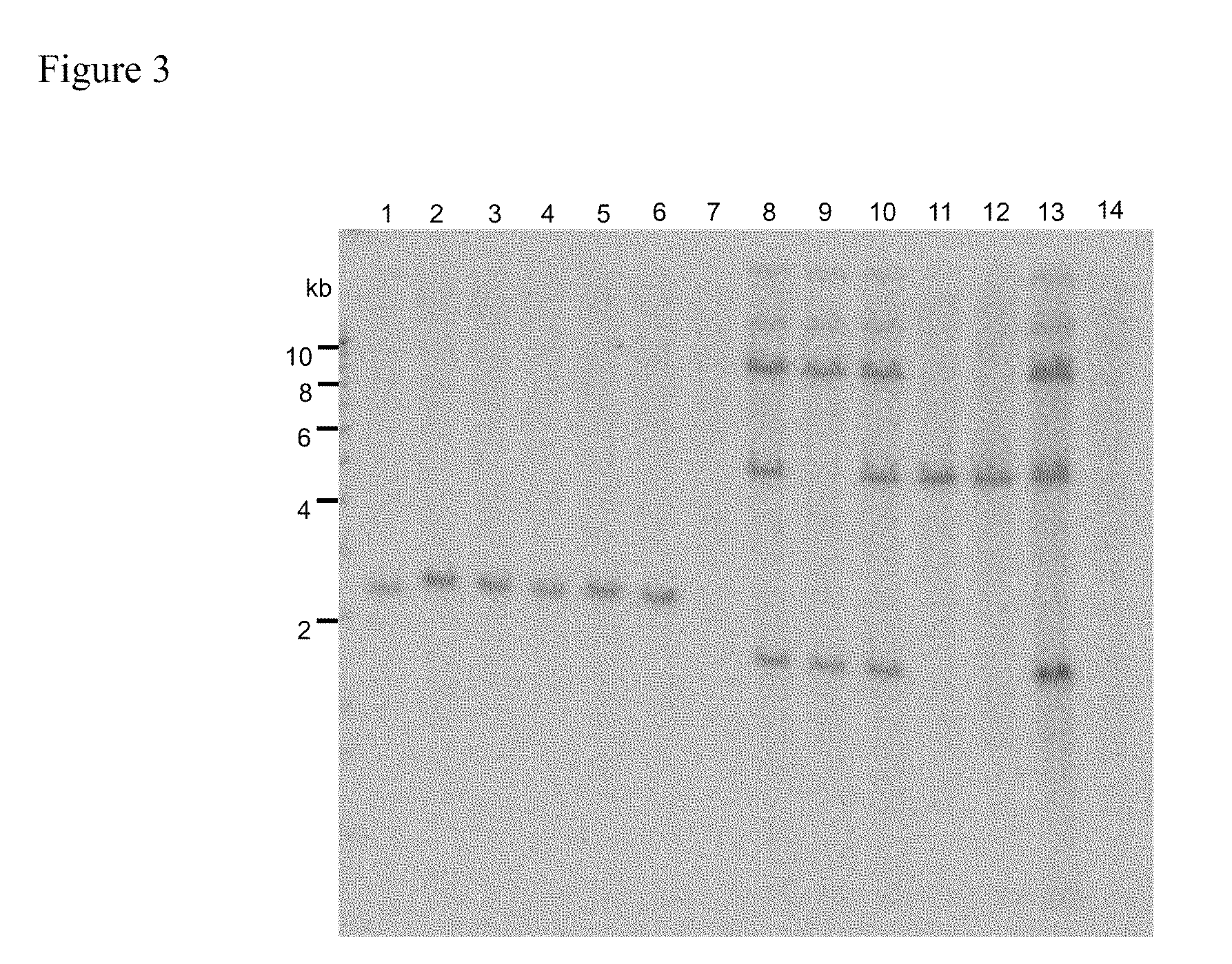 Agrobacterium-mediated method for producing transformed maize or rice