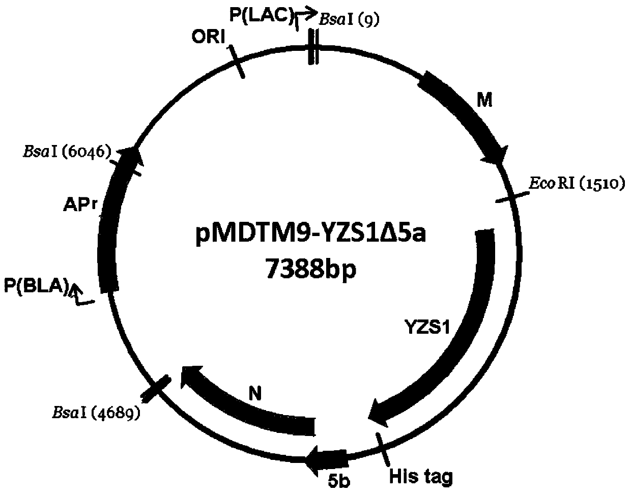 Infectious bronchitis virus rH120-YZS1 delta 5a as well as construction method and application thereof