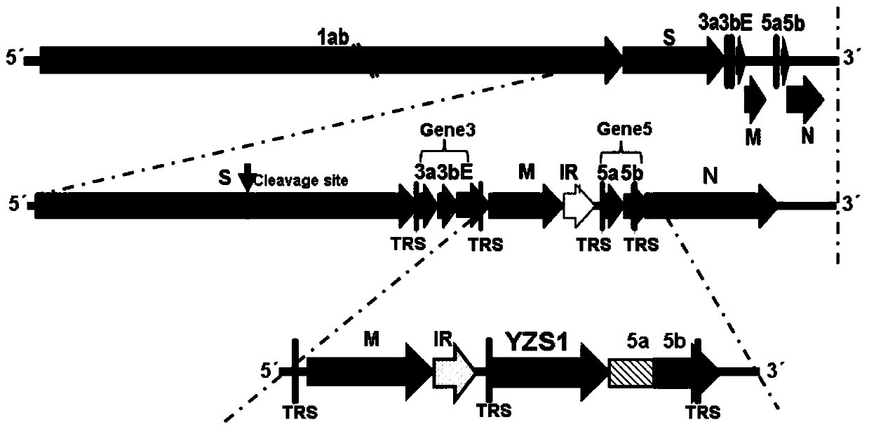 Infectious bronchitis virus rH120-YZS1 delta 5a as well as construction method and application thereof