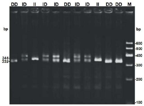 A kind of detection method and application of pig oct4 gene insertion/deletion