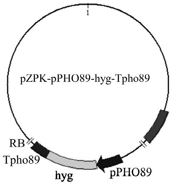 Na&lt;+&gt;/Pi cotransporter promoter and terminator as well as application thereof