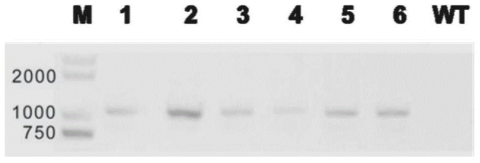 Na&lt;+&gt;/Pi cotransporter promoter and terminator as well as application thereof