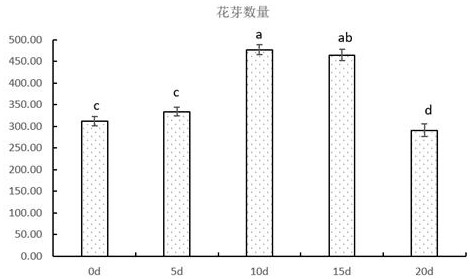A pruning method to promote the differentiation of blueberry flower buds under the condition of open field substrate cultivation