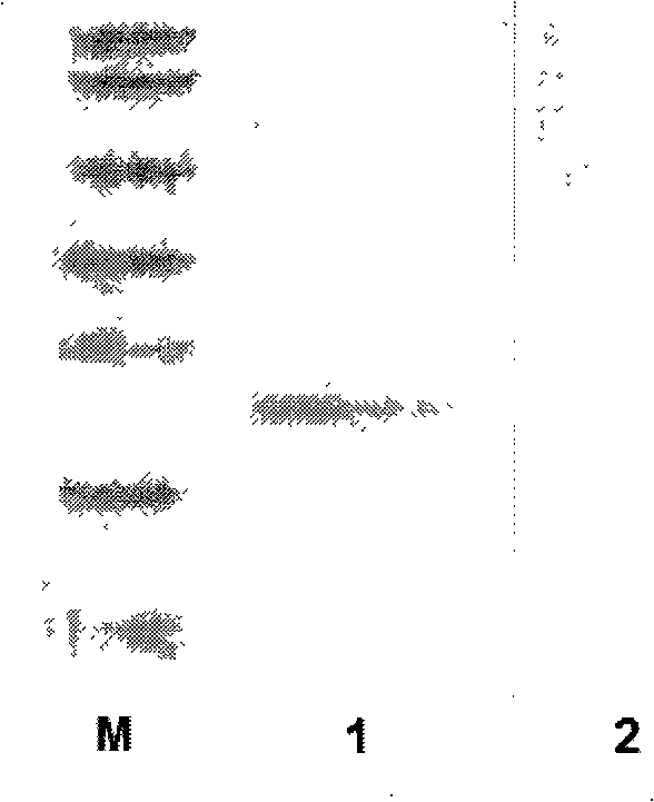 Endothelium chalone mutant containing non-natural amino acid and derivatives thereof