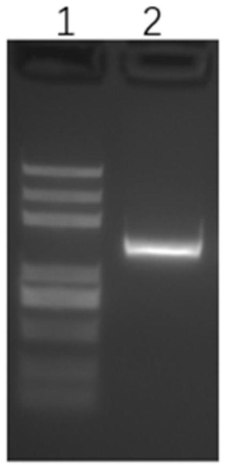 Gene editing system and method for fixed-point insertion of exogenous gene