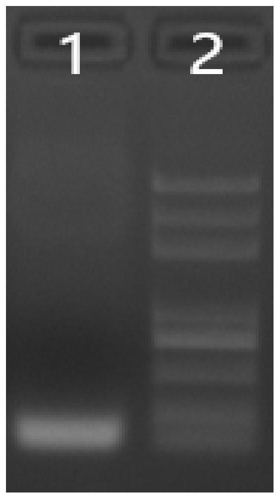 Gene editing system and method for fixed-point insertion of exogenous gene