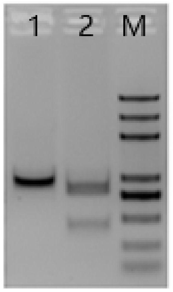 Gene editing system and method for fixed-point insertion of exogenous gene