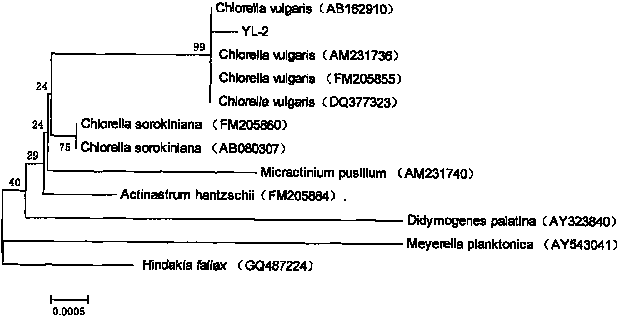 Chlorella strain and application thereof