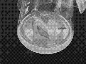 Method for in vitro regeneration culture of true leaves of Chinese cabbage