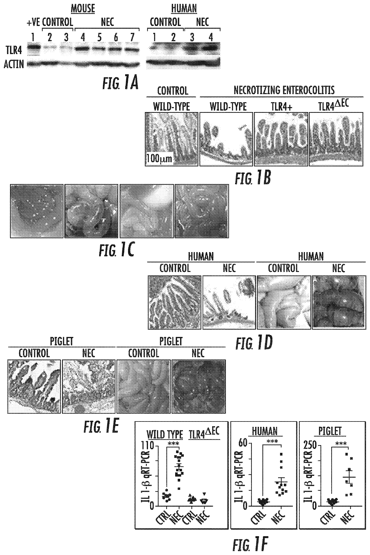 Compounds and treatments that enhance enteric nervous system function