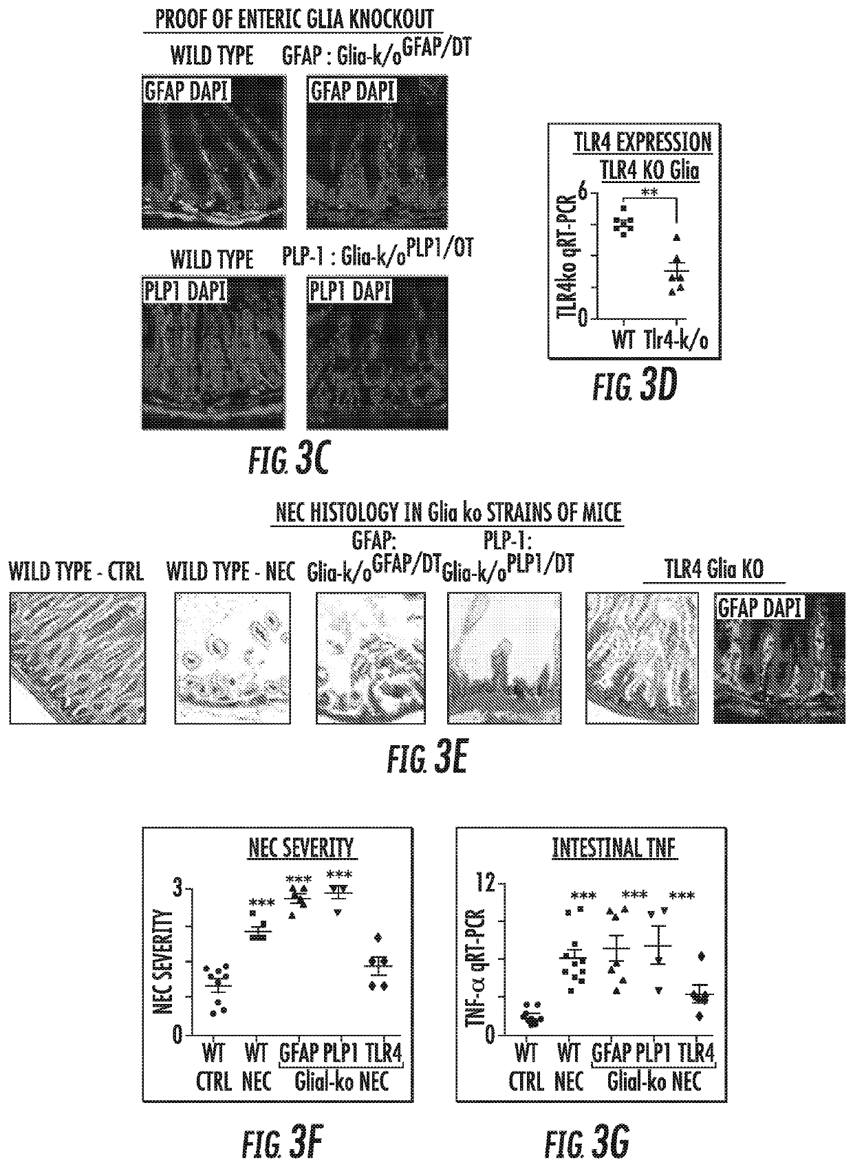 Compounds and treatments that enhance enteric nervous system function