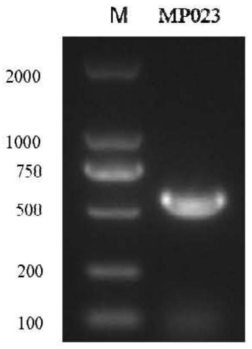 Trulaspora delbrueckii MP023 with bacteriostatic effect and application thereof