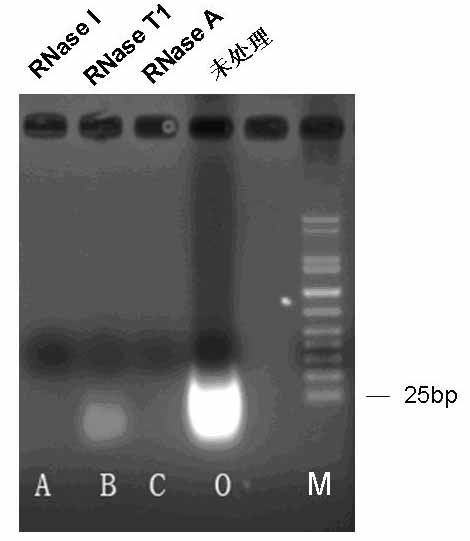Small molecular double stranded RNA group prepared from yeast, preparation method and use thereof