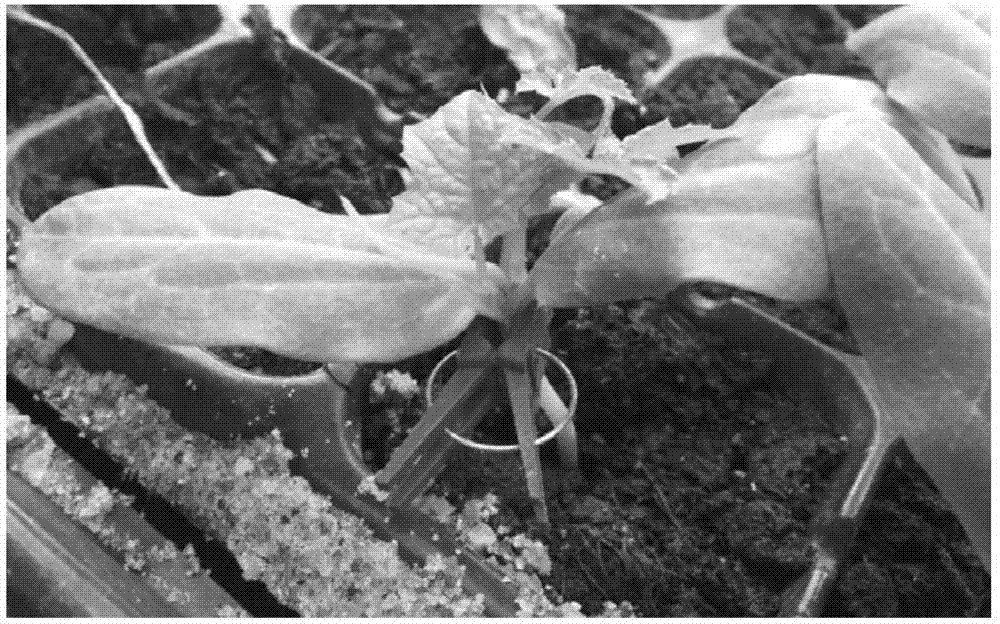 Out-of-tube micro grafting method of bitter-gourd tissue culture seedlings