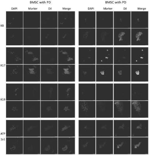 Method for constructing biological 3D printing skin microcell model containing skin appendage