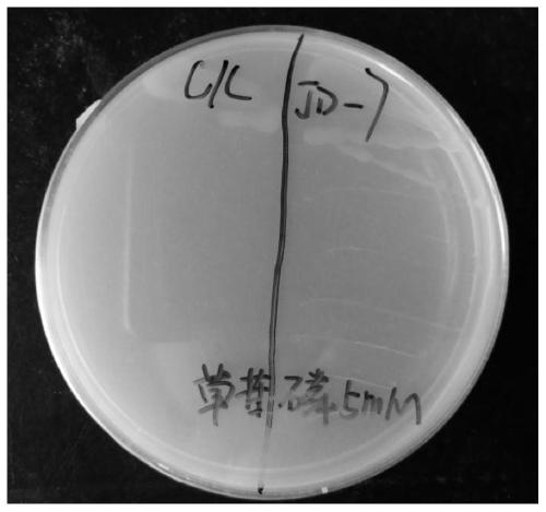Glyphosate-resistant paenibacillus mucilaginosus JD-07, bacterial agent and application