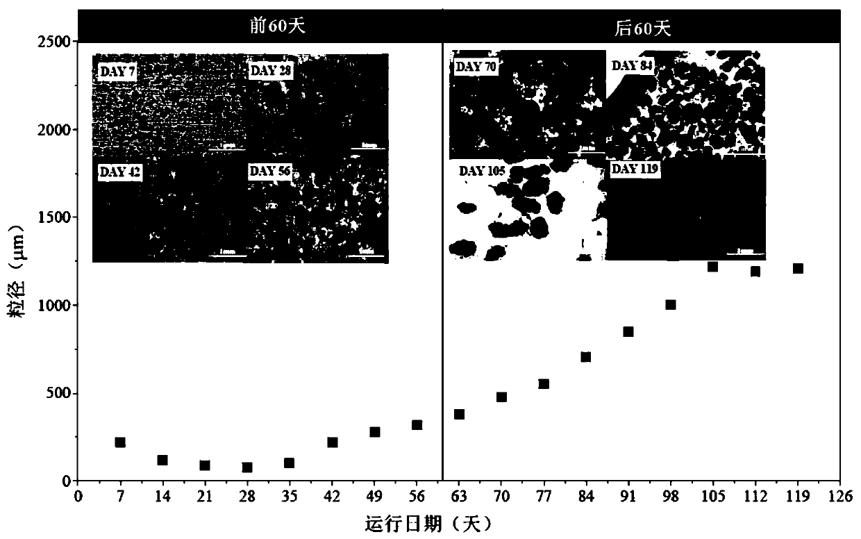 Method for culturing and treating halophilic granular sludge of high-salt wastewater