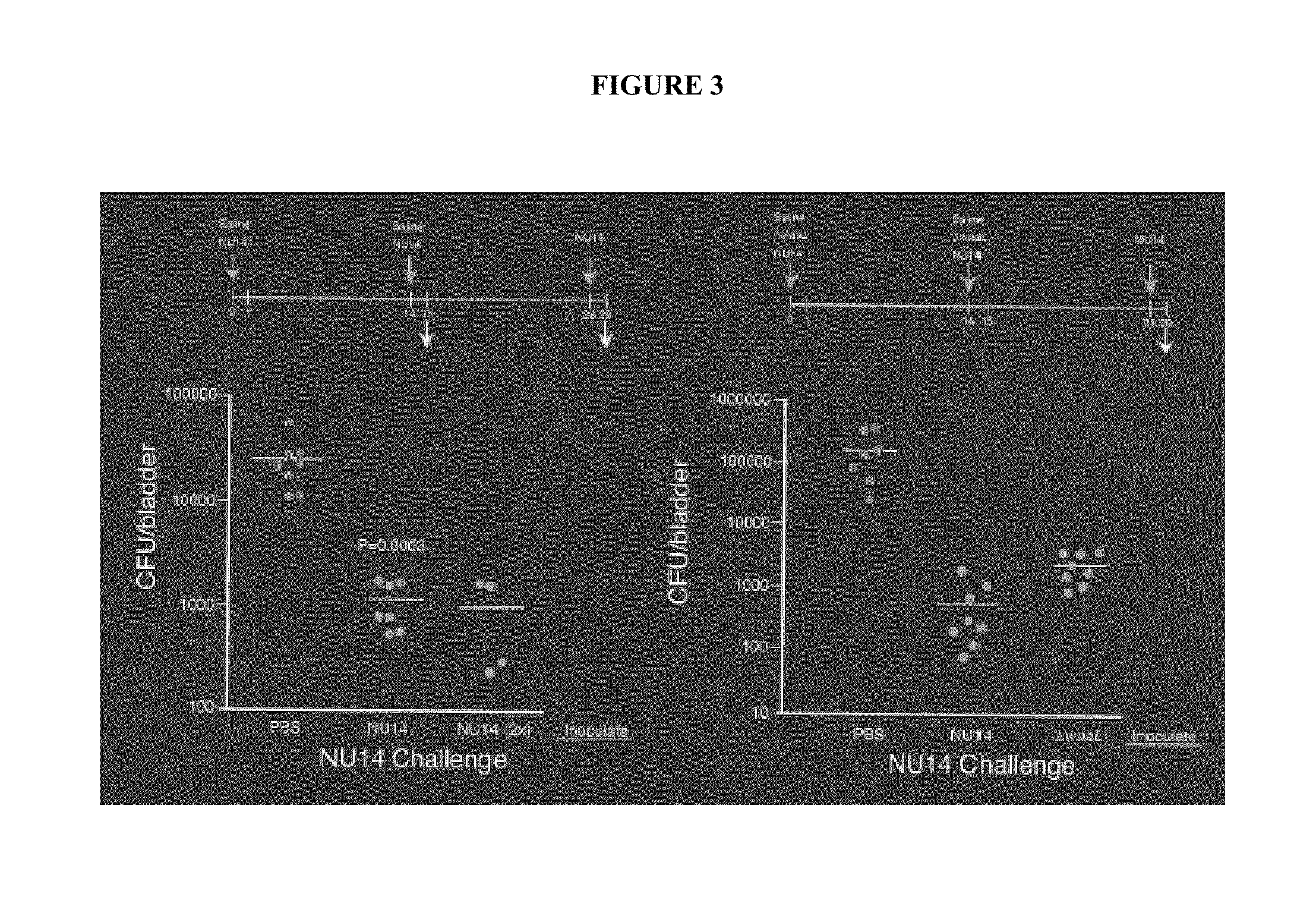 Live-attenuated compositions for bacterial infections