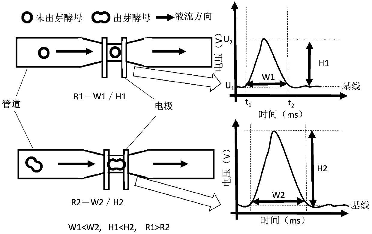 Method for detecting yeast morphology and sprouting ratio based on electrical impedance anti-flow type