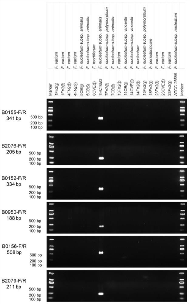 A Fusobacterium nucleatum subsp. animal strain isolated from human intestine and its application