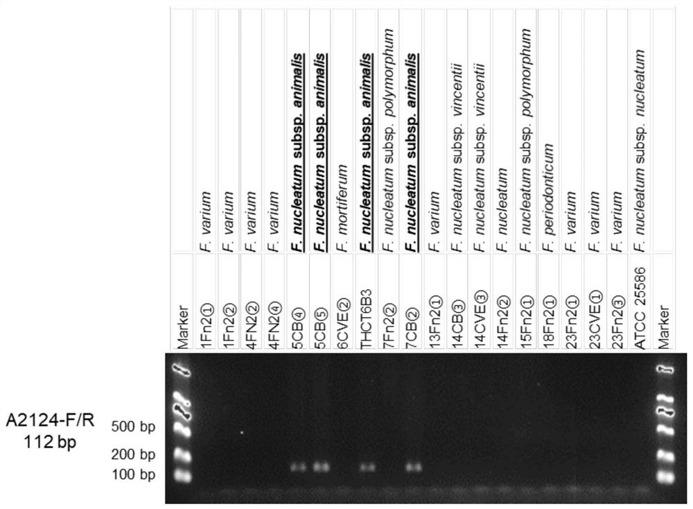 A Fusobacterium nucleatum subsp. animal strain isolated from human intestine and its application