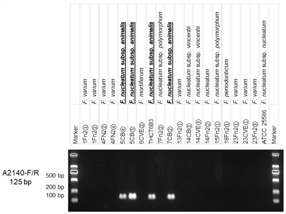 A Fusobacterium nucleatum subsp. animal strain isolated from human intestine and its application