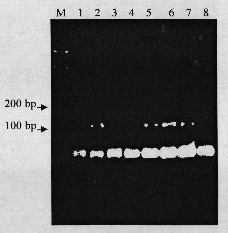 Molecular marker identification method for bacterial angular leaf spot resistant gene of cucumber